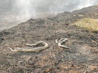 Cobras mortas pelo incêndio. (Foto: Direto das Ruas) 