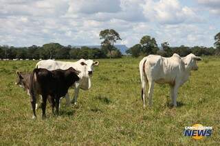 Fazenda de pecuária no Pantanal sul-mato-grossense, setor importante do agronegócio na região