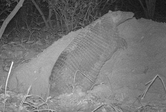  Pesquisadores fazem imagens de tatu gigante raro no Pantanal de MS