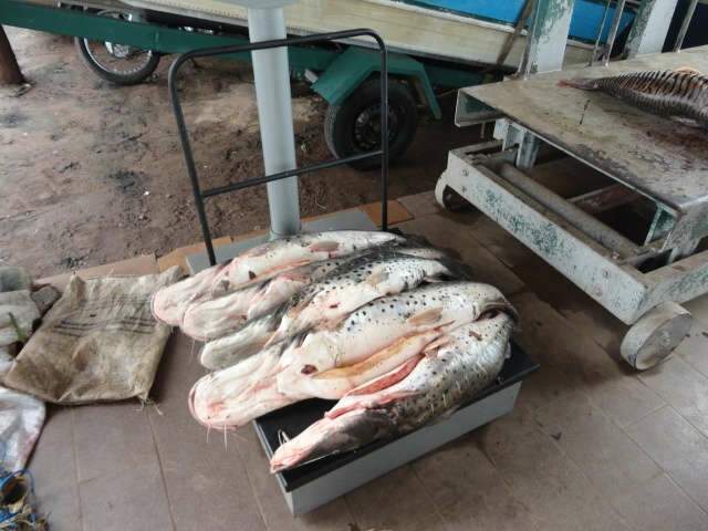  PMA prende pescador que transportava 50 quilos de peixes na garupa de moto