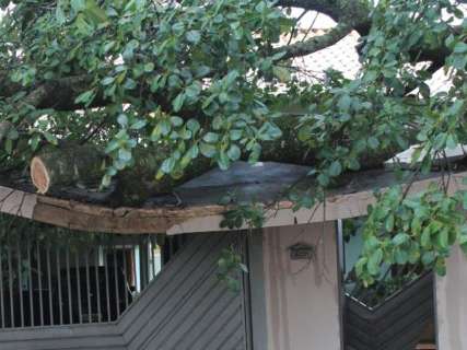 Figueira de 20 metros cai sobre muro e assusta morador no Vilas Boas