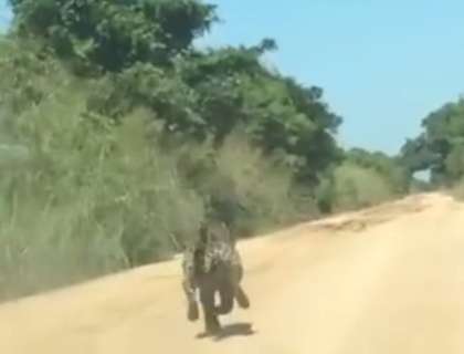 Em vídeo, homens flagram onça-pintada correndo em estrada de terra