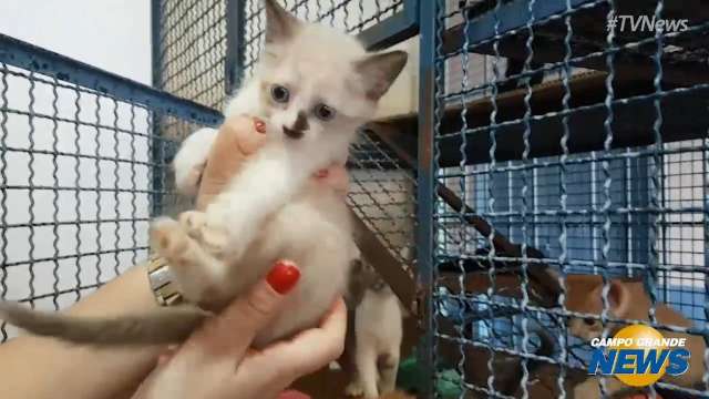 Centro de Controle de Zoonoses tem c&atilde;es e gatos a espera de um novo lar