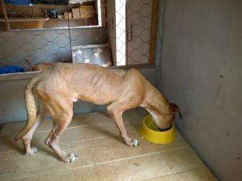 ONGs apostam no esp&iacute;rito de Natal para quitar d&iacute;vidas e salvar mais pets