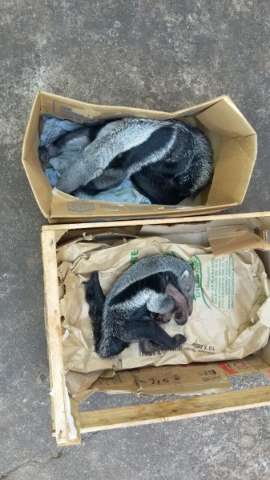 Filhote de tamandu&aacute; &eacute; encontrado ao lado da m&atilde;e morta v&iacute;tima de atropelamento