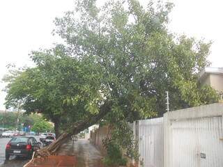 Muro segurou árvore na rua da Paz. (Foto: Adriano Hany)