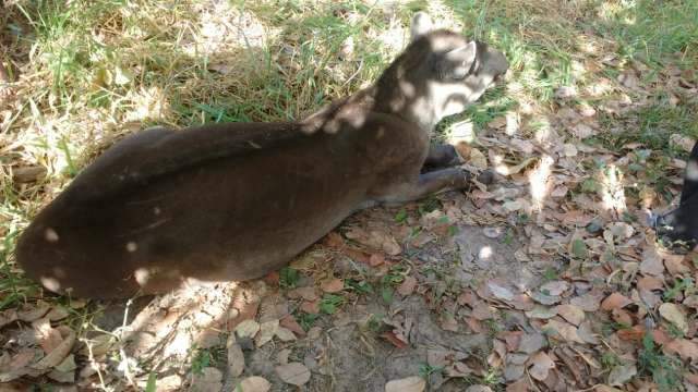 V&iacute;tima de inc&ecirc;ndio na vegeta&ccedil;&atilde;o, anta &eacute; resgatada pela Pol&iacute;cia Ambiental