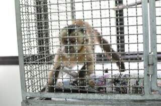 Sem precisar tomar remédios desde o dia 25 de janeiro, o macaco também está se alimentando normalmente (Fotos: Luciano Muta)