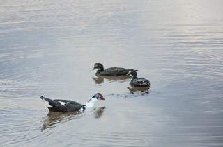 Os patos aproveitam o lago do Parque das Nações para se refrescarem  (Foto: Paulo Francis)