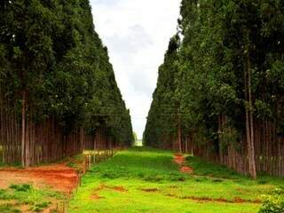 Área de florestas plantadas em MS superam 1,1 milhão de hectares. (Foto: Semagro/Divulgação)