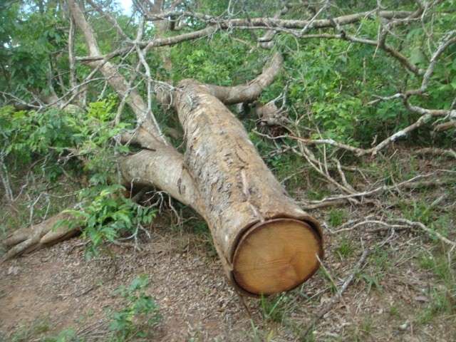 PMA autua fazendeiro em R$ 16 mil por desmatamento em Ribas do Rio Pardo