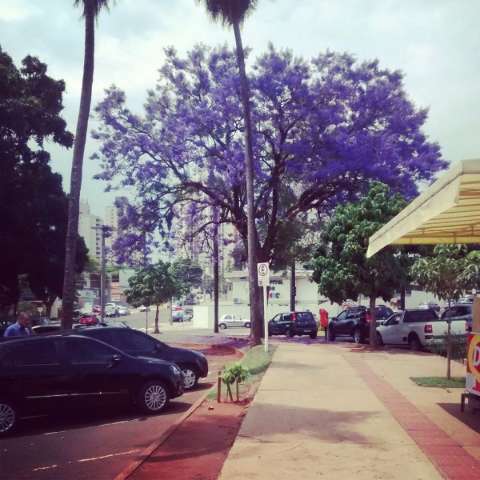 Ip&ecirc; roxo todo florido no centro de Campo Grande encanta leitora 