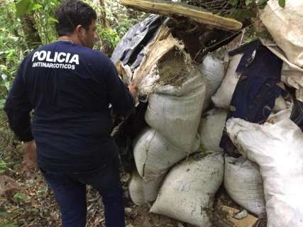 Paraguai destrói 5 hectares de maconha descobertos por helicóptero