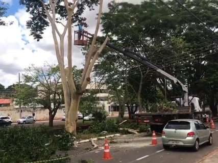 Retirada de árvore em risco de queda vai durar 3 dias na Ricardo Brandão