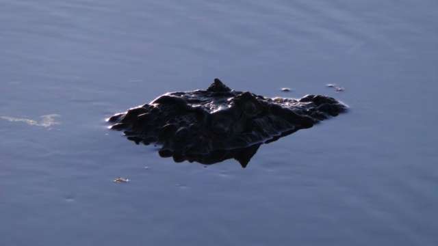 Jacar&eacute; &eacute; flagrado ao atravessar pista de caminhada da Lagoa Maior 