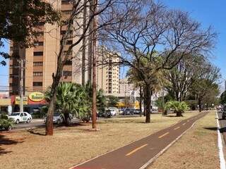 Trecho do canteiro onde ficam as árvores na Avenida Afonso Pena, locais do decreto de patrimônio público (Foto: Henrique Kawaminami)