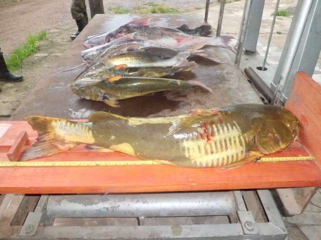 Paraguaios s&atilde;o presos com espingarda de ca&ccedil;a durante pesca na Piracema