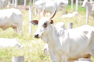 Para bovinocultura, estima-se crescimento de 10%, de R$ 7,8 bilhões para R$ 8,6 bilhões, em 2015 (Foto: Marcelo Calazans)