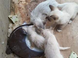 Os gatos estavam morrendo de fome. Teve um que chegou a entrar na tigela cheia leite. (Foto: reprodução/Facebook)