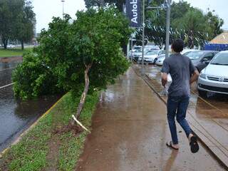 Árvore caiu com a chuva que cai em Campo Grande deste ontem. (Foto: Minamar Junior)