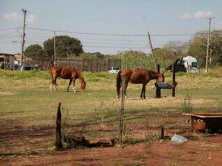 Cavalos de clientes cuidados em um rancho na Três Barras e ao fundo o movimento de carros e caminhões na avenida (Foto: João Paulo Gonçalves)