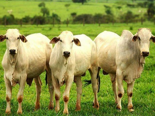 Pre&ccedil;o do boi gordo registra queda de 15% no Pa&iacute;s e 13% em MS