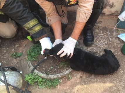 Fogo destroi casa no Bairro Parati e cães são socorridos pelos bombeiros 