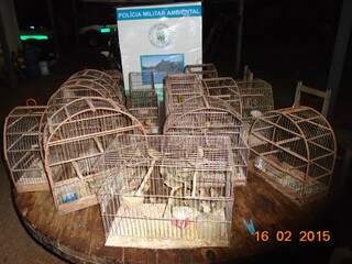 Além dos pássaros, várias gaiolas foram apreendidas no local (Foto: Divulgação/PMA)