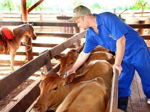 Prazo para vacina&ccedil;&atilde;o contra febre aftosa no Pantanal termina dia 30