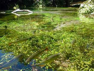 Nos rios de Bonito, conhecida por ser umas das regiões mais preservadas do Estado, pesca é vetada. (Foto: Divulgação)  