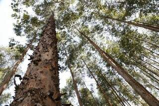 Inovador e estruturante, projetos de geração de energia com biomassa de eucalipto são desenvolvidos no Estado. (Foto: Campo Grande News/ Arquivo)