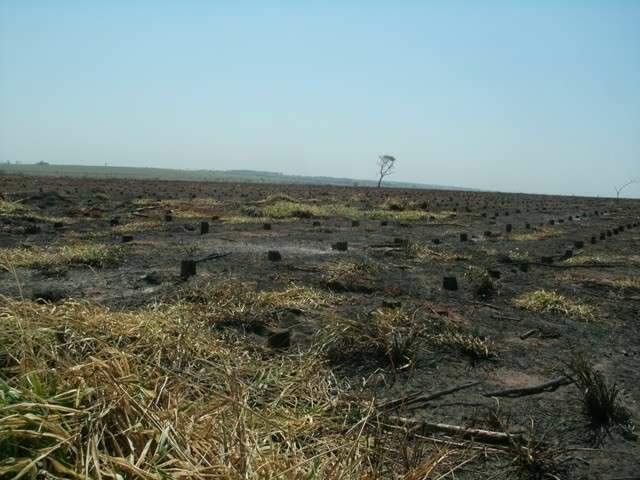 Sem autoriza&ccedil;&atilde;o, propriet&aacute;rio rural p&otilde;e fogo em pastagem e &eacute; multado em R$ 68mil