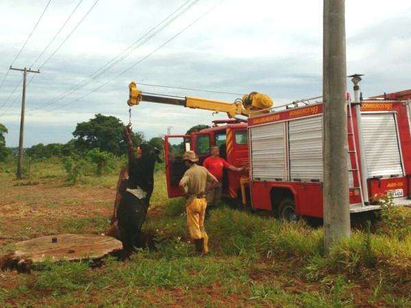 Vaca escapa de ch&aacute;cara, cai em buraco e &eacute; resgatada pelos Bombeiros