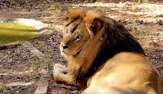  Falta de documenta&ccedil;&atilde;o de rancho atrasa ida de Le&atilde;o Simba para Cotia