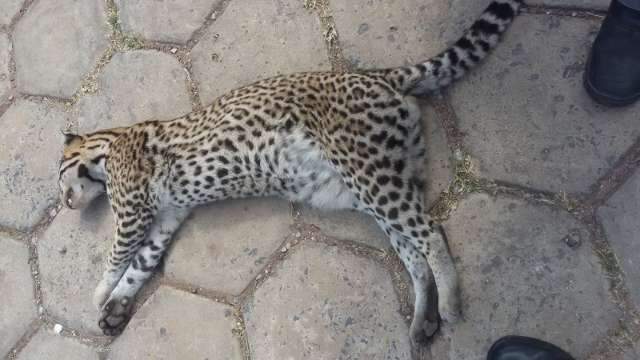 Em mais um caso de atropelamento, jaguatirica &eacute; encontrada morta na BR-262