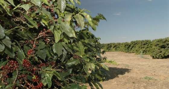 Renda do caf&eacute; produzido em MS cresceu 135% nos &uacute;ltimos 5 anos, aponta Conab