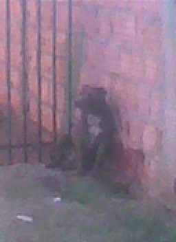  Jovem &eacute; atacada por c&atilde;o pit bull no Jardim Panorama na Capital