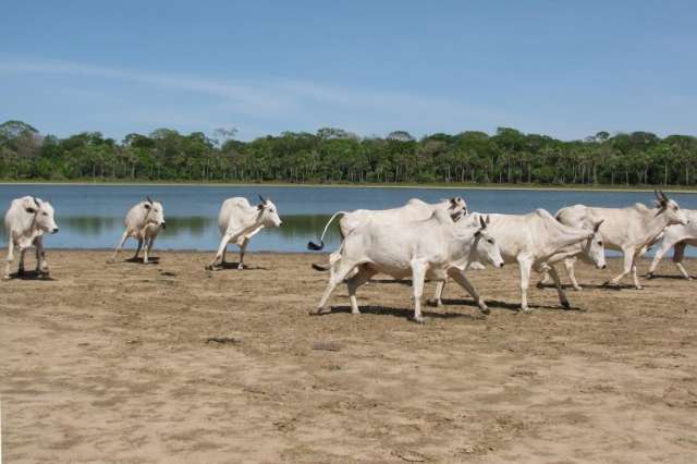 Conselho cria grupo para mapear casos de febre aftosa em MS