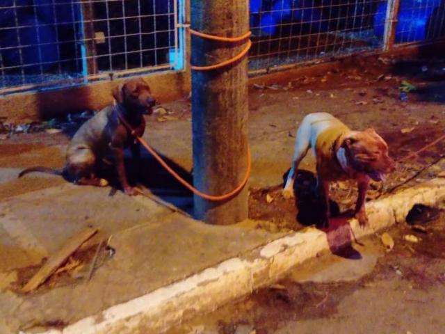 Jovem de 20 anos, atacado por pit bull, passa bem ap&oacute;s cirurgia no bra&ccedil;o