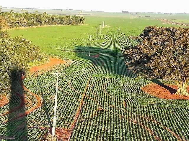 Produtores concluem plantio de soja e lavouras apresentam boas condi&ccedil;&otilde;es