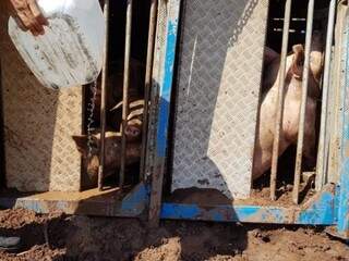 Alguns porcos ficaram presos na carroceria (Foto: PC de Souza)