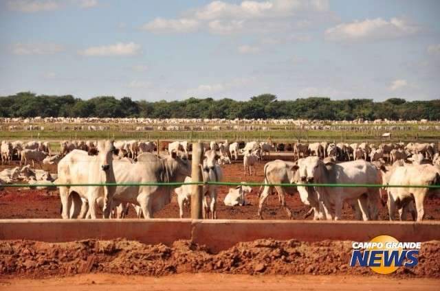 Alto custo e migra&ccedil;&atilde;o encolhem rebanho e MS tem 55 mil bois a menos