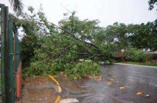 Chuva derruba ao menos 6 árvores, cinco delas sobre veículos