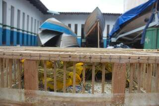 Gaiolas eram transportadas na cabine do caminhão. (Foto: Simão Nogueira)