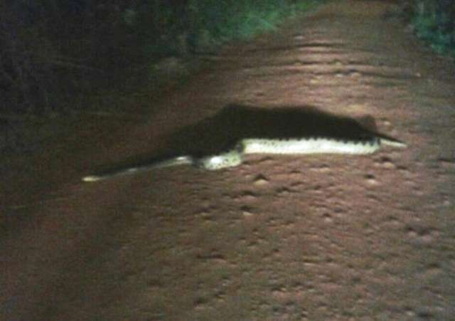 Radialista v&ecirc; sucuri atravessando a rua; terceiro caso em cinco meses