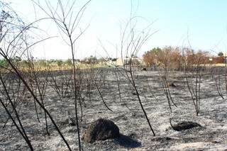 Incêndio destruiu vegetação no parque Anhanduí. (Foto: Marcos Ermínio)