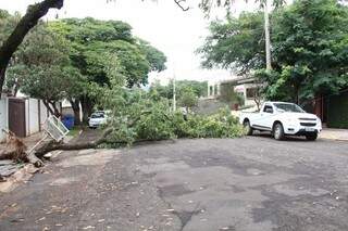 Outras duas árvores estão na iminência de cair e moradora teme prejuízos. (Foto: Marcos Ermínio)