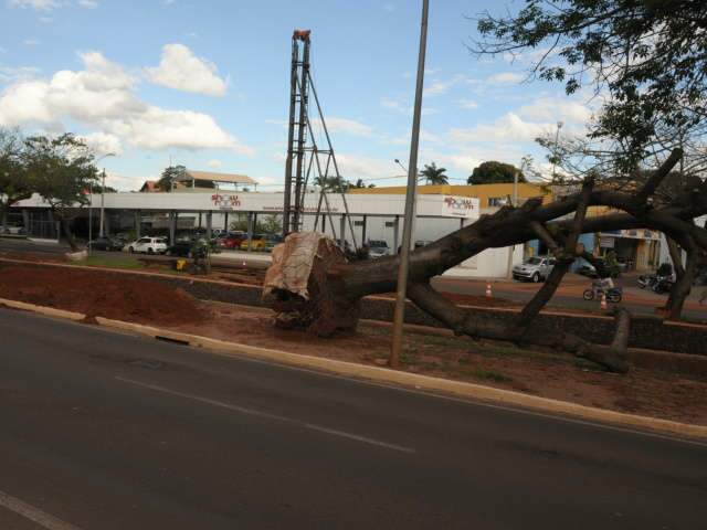  Paineiras retiradas da Ricardo Brand&atilde;o ser&atilde;o replantadas em frente ao shopping
