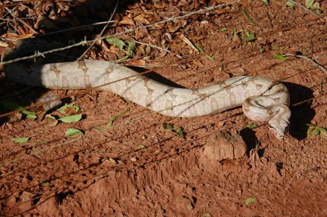 Jiboia chama aten&ccedil;&atilde;o ao atravessar avenida do Poeta, no Parque dos Poderes