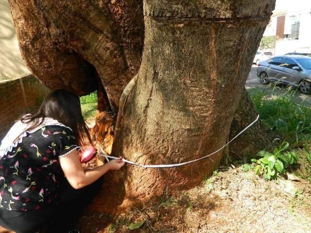 Trabalho para preserva&ccedil;&atilde;o de &aacute;rvores do centro ser&aacute; retomado nesta quarta 